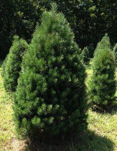Scotch Pine 1